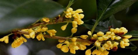 桂花树风水|桂花树：寓意与象征风水之深邃思考